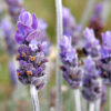 Lavender flower| NosgOrgano