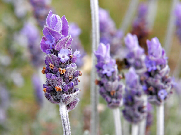 Lavender flower| NosgOrgano